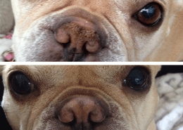 dry cracked dog nose